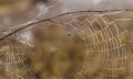 Fragile spider net in early in a foggy wet and cold morning Royalty Free Stock Photo