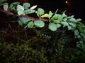 Fragile spider web on a branch in the night Royalty Free Stock Photo