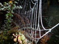 Fragile spider web on a branch in the night Royalty Free Stock Photo