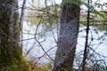 Spider web detail with a morning dew Royalty Free Stock Photo