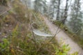 Spider web detail with a morning dew Royalty Free Stock Photo