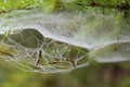 Spider web detail with a morning dew Royalty Free Stock Photo