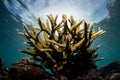 Fragile Staghorn Coral Royalty Free Stock Photo