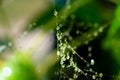 Fragile thin wet spider web with lots of shining tiny water droplets on it on blurred green color bokeh