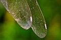 The fragile and transparent iridescent wings of a dragon fly, a bubble tube