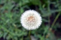 Fragile white dry dandelion