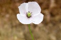 Fragile white flower close-up. Unsteady Bud with petals. Macro photo of a white flower on a thin stem