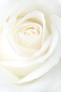 Fragile white rose Royalty Free Stock Photo