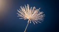 Delicate White Seed Head Against Soft Blue Background Royalty Free Stock Photo