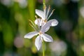 Fragile white and yellow flower of Anthericum ramosum, star like shape, growing in a dry steppe biotope, meadow, blurred.