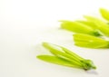 Fragile wing and young seed of White Meranti fall on white floor Royalty Free Stock Photo