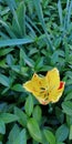 A fragile yellow tulip against a background of unusual blue-green grass. Beautiful spring floral background. Mystical picture. Royalty Free Stock Photo