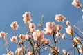 fragility nature with delicate pink magnolia buds and blossoms swaying in breeze against clear blue sky, Magnoliaceae Royalty Free Stock Photo