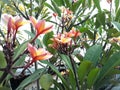 Fragipani flower