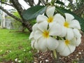 Fragipani flowers