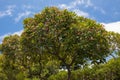 Frangipani tree blossoming .