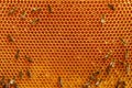 Fragmen of a honey honeycomb with bees and fresh honey. Natural honey. Royalty Free Stock Photo