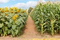 A fragment of an agricultural field with grown sunflowers and corn Royalty Free Stock Photo