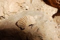 Fragment of Ammonites, Negev desert. Royalty Free Stock Photo