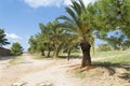 Fragment of ancient stone fortress with trees and a palm tree on a wall in the old city. Royalty Free Stock Photo