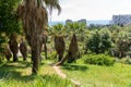 Fragment of arboretum with a palm in Sochi, Russia