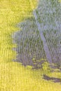 Fragment of asian green rice fields. Closeup image.Top view of rices paddy field, South Korea