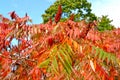 Fragment of the autumn crown of sumah deer Rhus typhina L