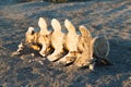 Fragment of a backbone of a whale Royalty Free Stock Photo