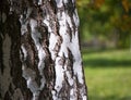 Scales of a white birch trunk Royalty Free Stock Photo