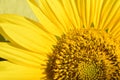 Fragment of a beautiful yellow blooming sunflower. Close up of petals, stamens and pistils. Sunlighted. Macro. Royalty Free Stock Photo