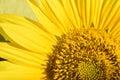 Fragment of a beautiful yellow blooming sunflower. Close up of petals, stamens and pistils. Sunlighted. Macro Royalty Free Stock Photo