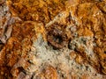 Fragment of belemnite in a limestone slab