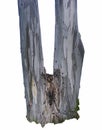 Bifurcated eucalyptus tree trunk Royalty Free Stock Photo