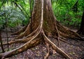 Fragment of a big tree in a tropical forest. Sulawesi. Indonesia