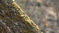 A fragment of the birch trunk, bark texture covered with green moss in a forest in spring, close-up, selective focus. Royalty Free Stock Photo
