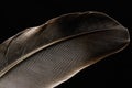 Fragment of bird`s feather, close-up.