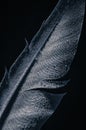 Fragment of bird`s feather close-up.