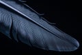 Fragment of bird`s feather