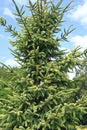 A fragment of black spruce crown, variety Aurea Picea mariana Mill. Britton, Sterns & Poggenb