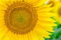 Fragment bright yellow blooming sunflower close-up Royalty Free Stock Photo