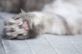 Fragment of a cat`s paw - macro shot