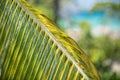 Fragment of closeup view of green palm leaf