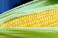 Fragment of corn cob with yellow ripe raw grains and green leaves on a blue background Royalty Free Stock Photo