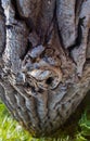 Fragment tree structure bark natural wallpaper forest