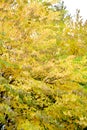 Fragment of the crown with yellow leaves of the crimson of Japanese Cercidifillum japonicum Siebold