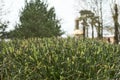 A fragment of a curb from a clipped shrub. The view is straight. Selective focus