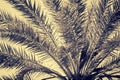 Fragment of a date palm Royalty Free Stock Photo
