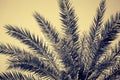 Fragment of a date palm Royalty Free Stock Photo