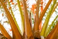 Fragment of the date palm Royalty Free Stock Photo