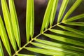 Fragment of a date palm leaf on a dark background Royalty Free Stock Photo